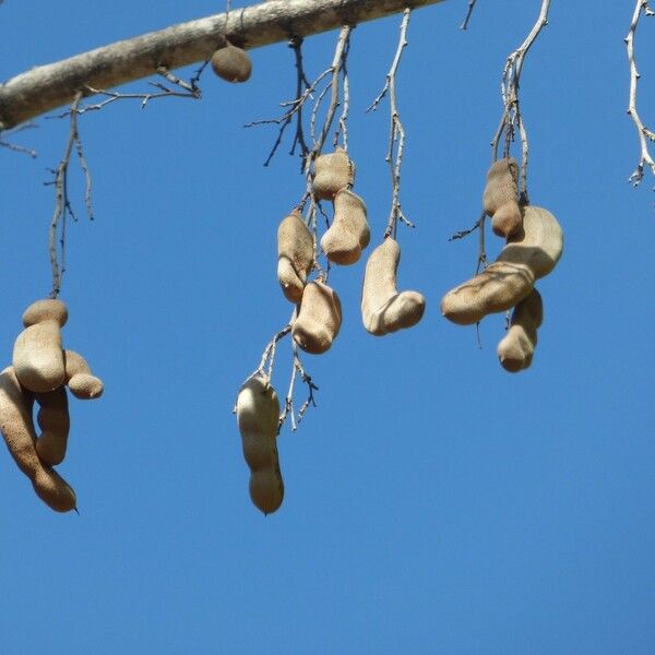 Tamarindus indica Fruit