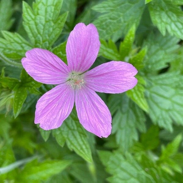 Geranium endressii Flower