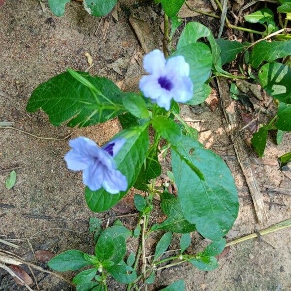 Ruellia tuberosa Flower