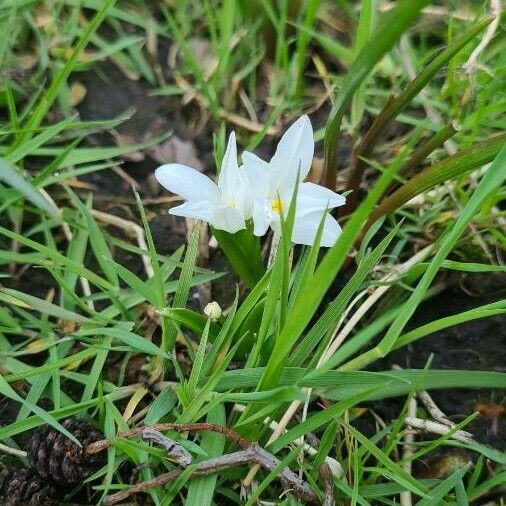 Ornithogalum exscapum പുഷ്പം