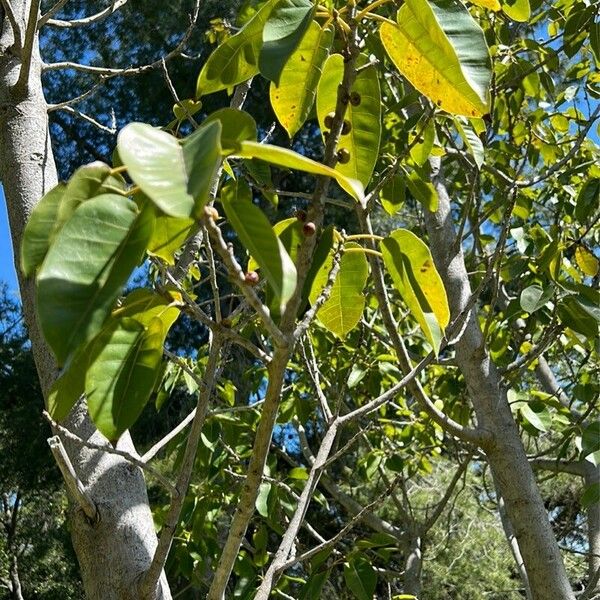 Ficus citrifolia List