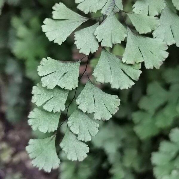 Adiantum capillus-veneris Leaf