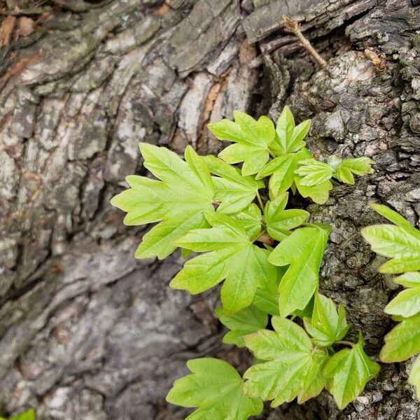 Acer campestre Leaf