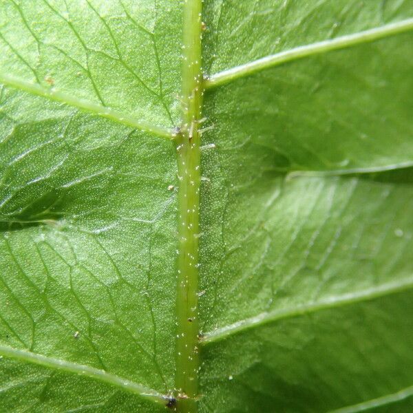 Pteris hamulosa Liść