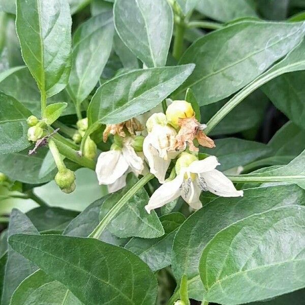 Capsicum annuum Blomst