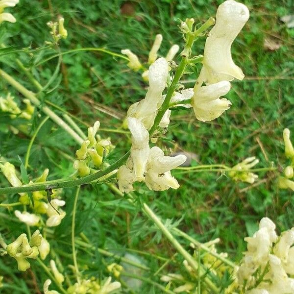 Aconitum vulparia Цветок