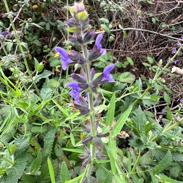 Salvia verbenaca Habit