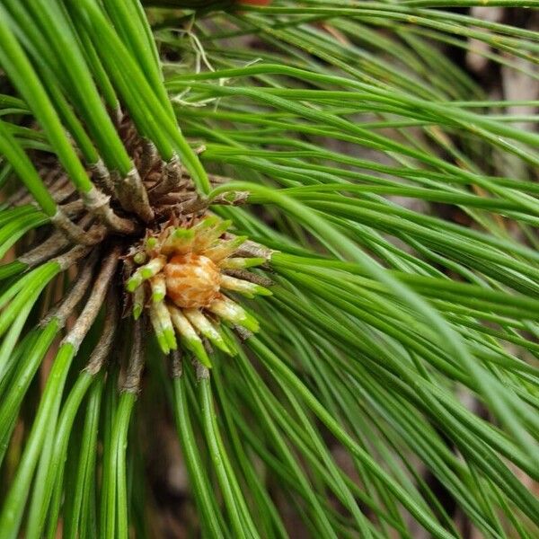 Pinus canariensis Diğer