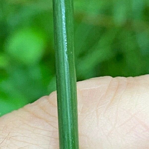 Juncus effusus Leaf