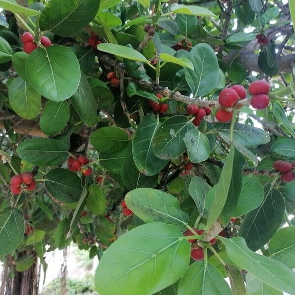 Ficus benghalensis 果實