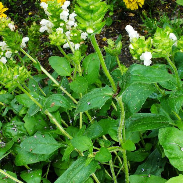 Prunella laciniata Habit