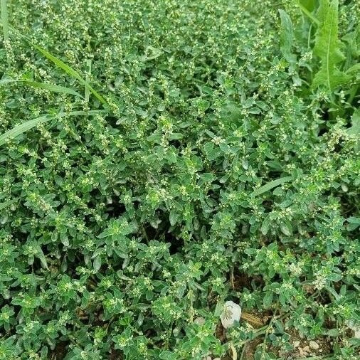 Polygonum aviculare Облик