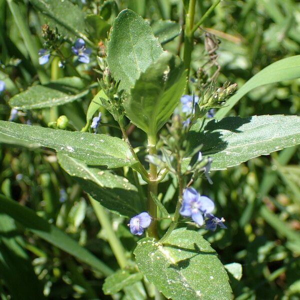 Veronica beccabunga Habitus