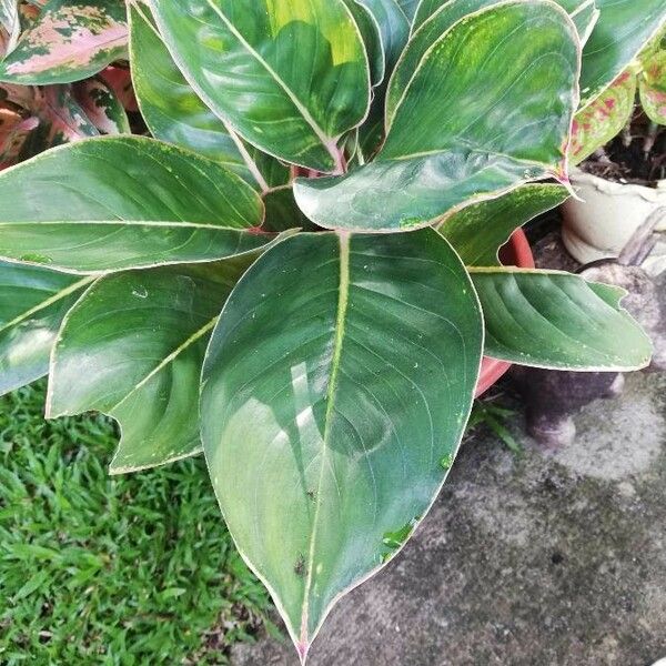 Dieffenbachia oerstedii Leaf