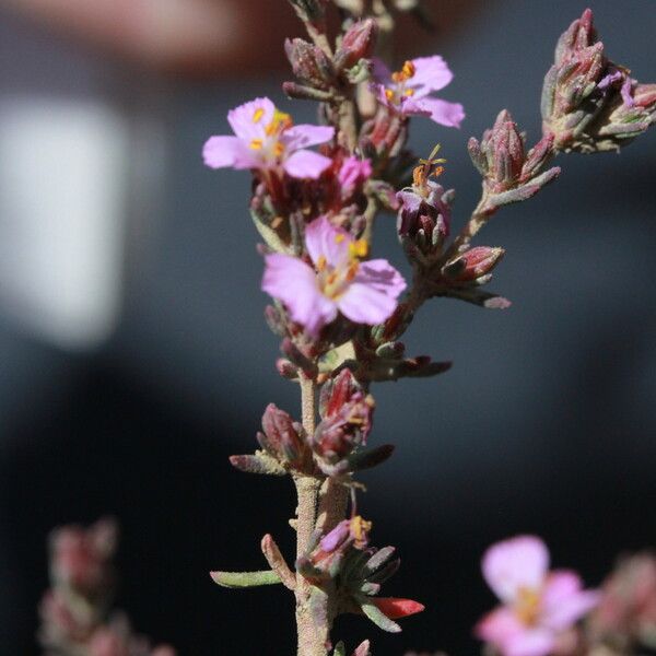 Frankenia laevis Blüte