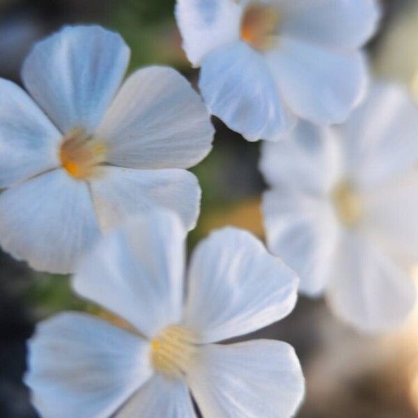 Phlox pulvinata Λουλούδι