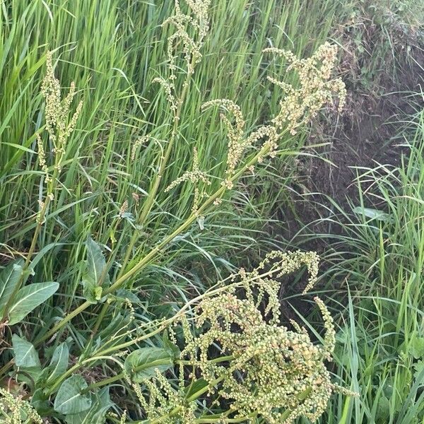 Rumex thyrsiflorus Fiore