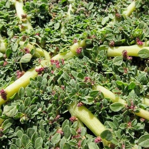 Amaranthus californicus Hábitos