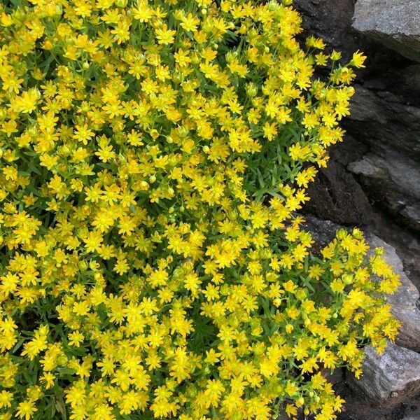 Saxifraga aizoides Flower