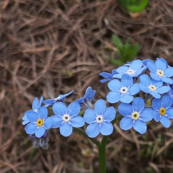 Myosotis alpestris Kukka