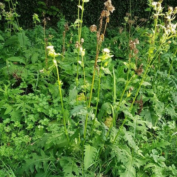 Cirsium oleraceum आदत