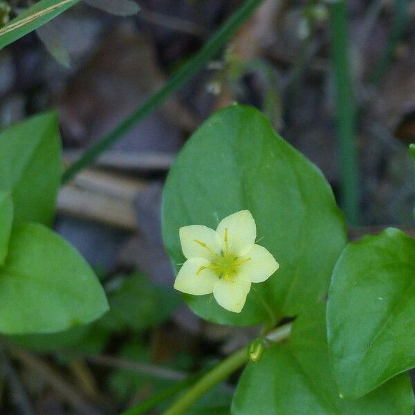 Lysimachia nemorum 花