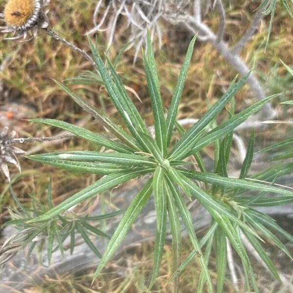 Carlina salicifolia 叶