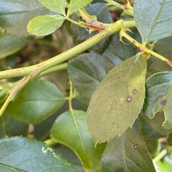 Rosa pendulina Bark