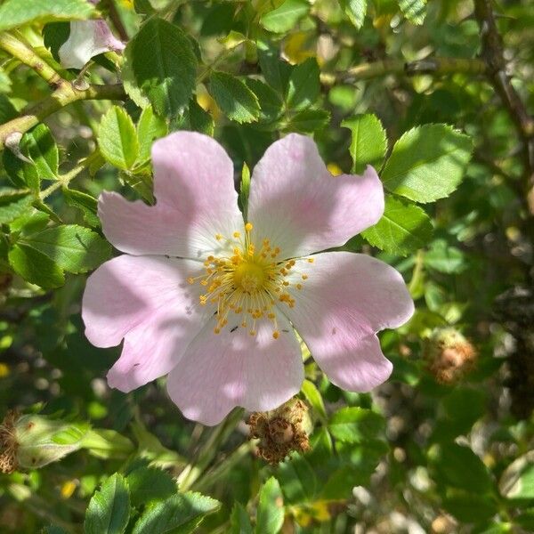 Rosa micrantha Blomst