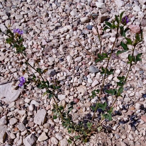 Medicago sativa Habit