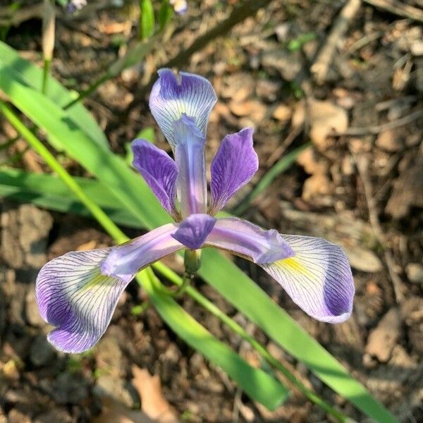 Iris virginica Flower