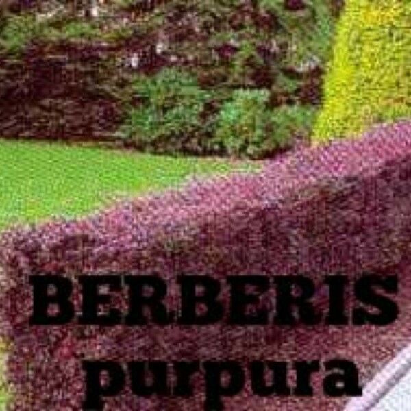 Berberis buxifolia Flower