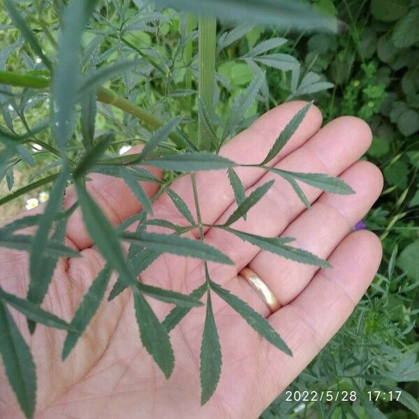 Ammi majus Folla