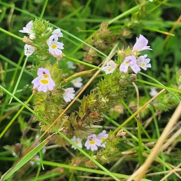 Euphrasia stricta Květ