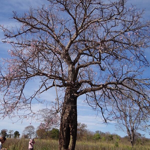 Ceiba pubiflora Агульны выгляд