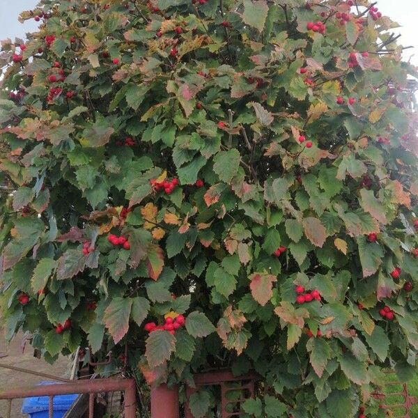 Crataegus coccinea Хабит