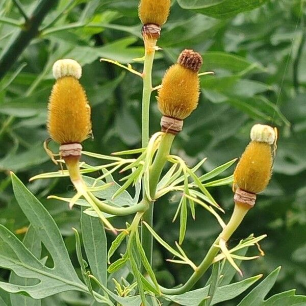 Romneya coulteri Fruit