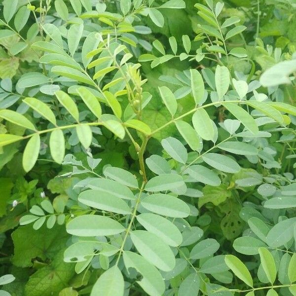 Indigofera tinctoria Lapas