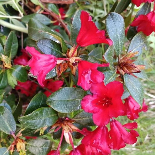 Rhododendron forrestii Blomst