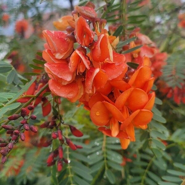 Sesbania punicea Flor