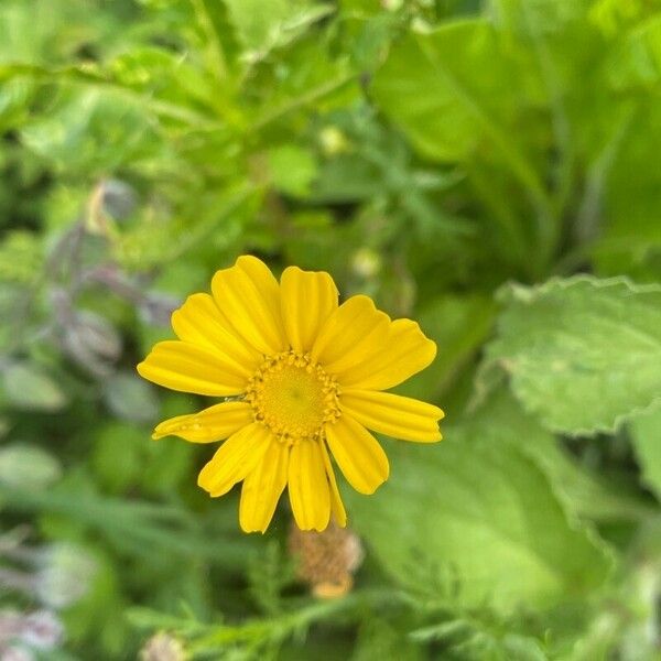 Glebionis coronaria Кветка