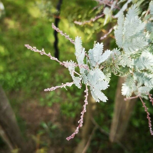 Acacia baileyana Лист