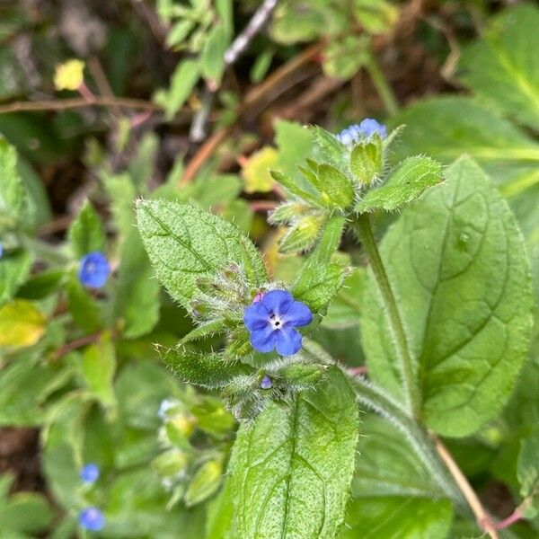 Pentaglottis sempervirens Kukka