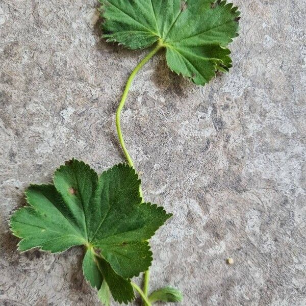 Alchemilla monticola Blad