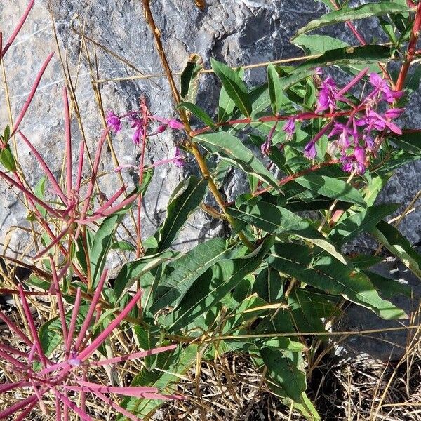 Epilobium angustifolium Meyve