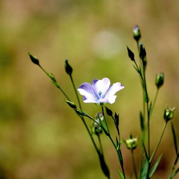 Linum usitatissimum Habit