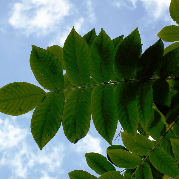 Juglans mandshurica Blad