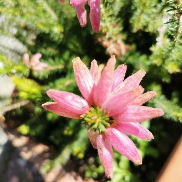 Erica verticillata Flor