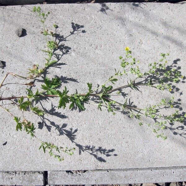 Potentilla intermedia Habitus