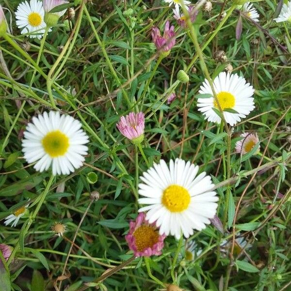 Erigeron karvinskianus Kwiat